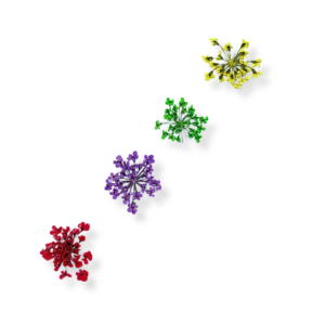 Estojo de Flor Secas Cores Variadas com 12 Cápsulas
